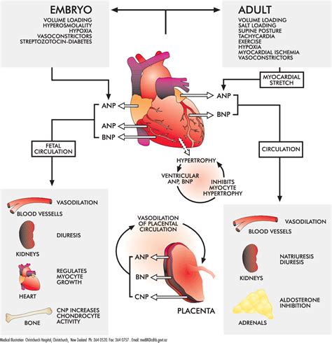 How Does Atrial Natriuretic Factor Work? Blood Pressure Fix