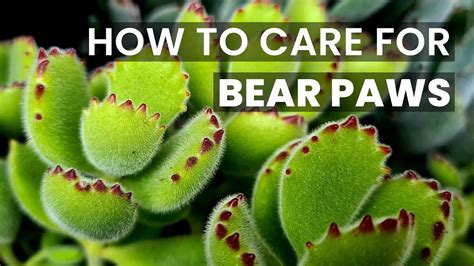 How Does Bears Paw Plant Work? Safe Water Solutions