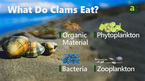 How Does Ets Clam Work? Instant Answers