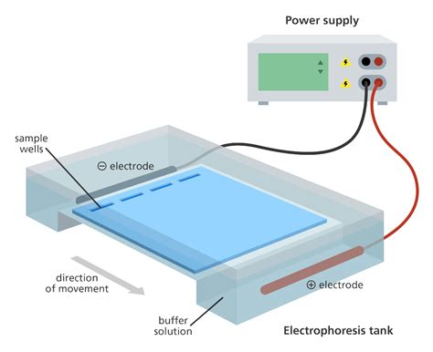 How Does Gel Electrophoresis Work? Easy Dna Analysis