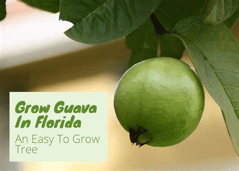 How Does Guava Grow? Ideal Climate Conditions