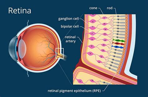 How Does Lighted Pic Retina Work? Improving Eyesight