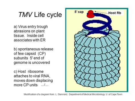 How Does Rod Shaped Tmv Infect? Prevention Tips