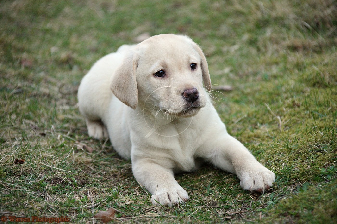 How Does Sam Alexander Train Labradors In Houston? Tips