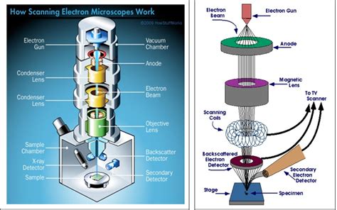 How Does Sem Work? Unlocking Microscopic Secrets