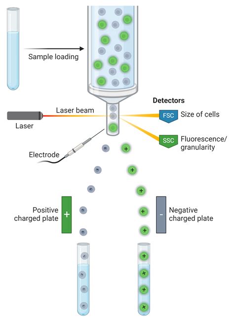 How Does Stanford Facs Work? Streamline Your Research