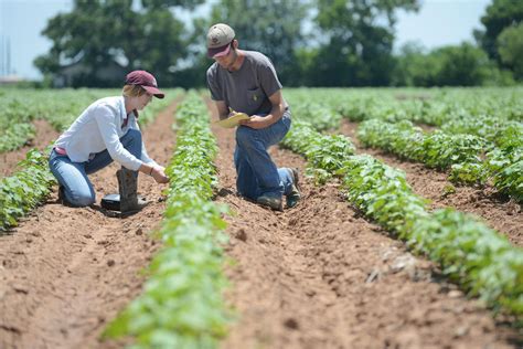 How Does Uf Agronomy Help Farmers? Solutions Inside