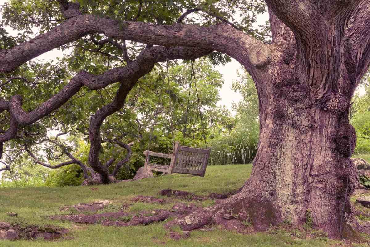 How Fast Grow Oak Trees Florida? Growth Rate Guide