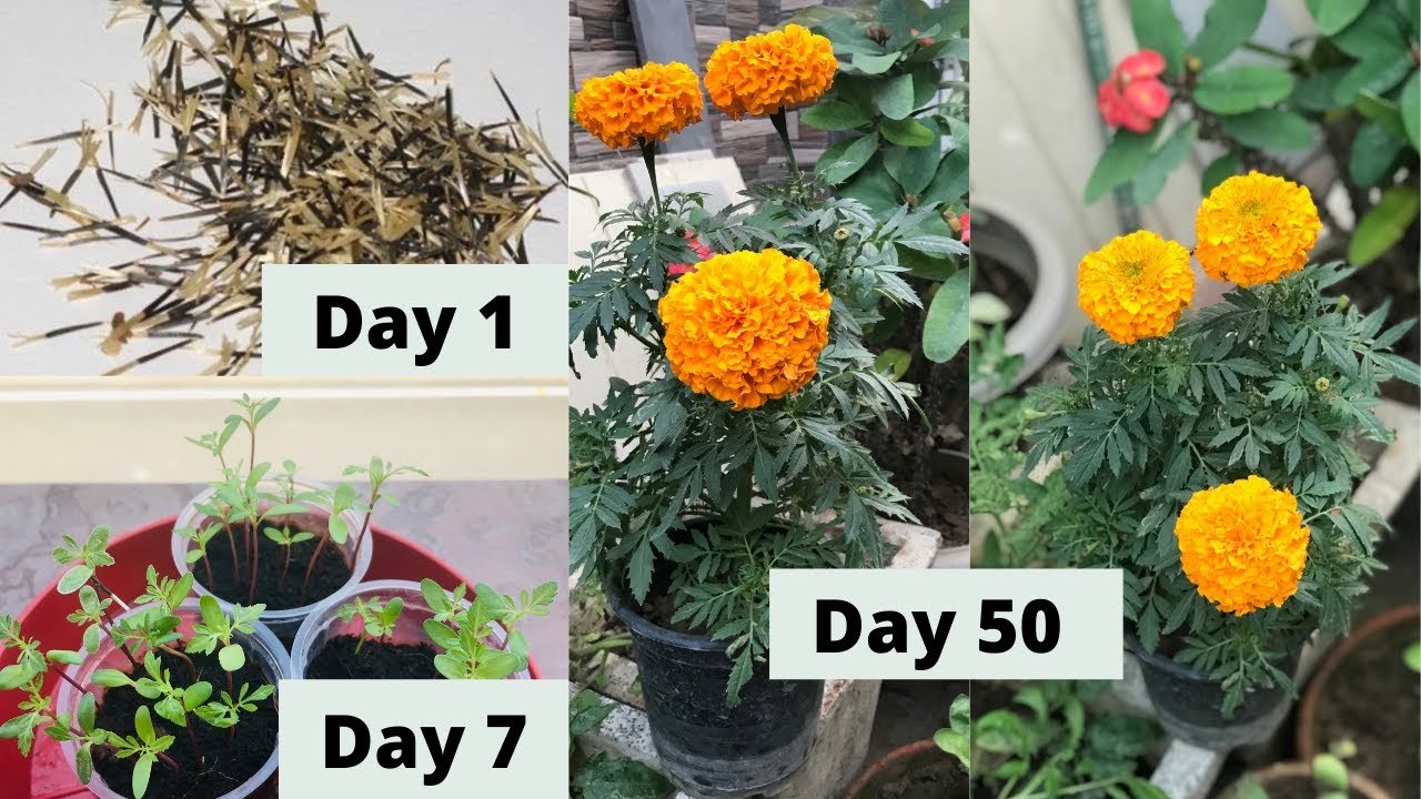 How Grow Marigold Plant African French With All Care Tips Youtube