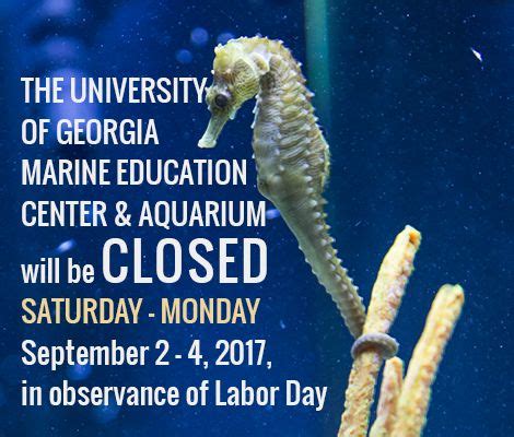 How Hard Is Uga Marine Biology? Admission Tips