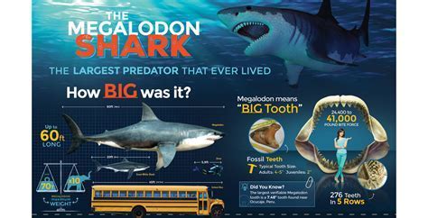 How Heavy Is Megalodon Fisch? Weight Estimate Inside