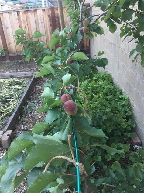 How I Espaliered My Backyard Fruit Trees House Of Annie