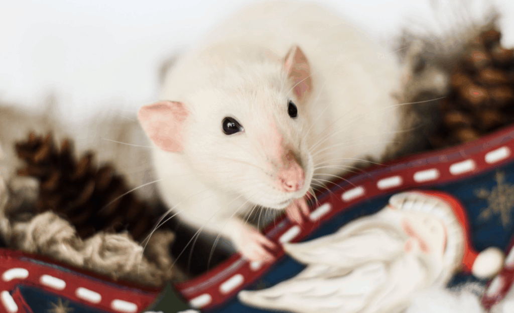 How Long Do Pet Rats Live Pet Rat Lifespan How To Help Extend A Rat