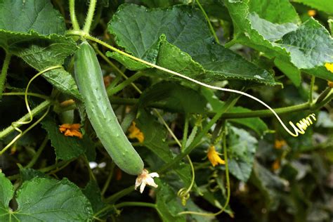 How Long Does Cucumber Fruiting Take Hunker