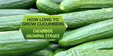 How Long Does It Take Cucumbers To Grow