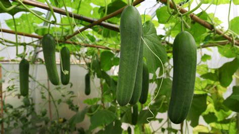 How Long Does It Take For A Cucumber To Grow