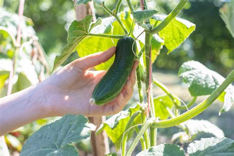 How Long Does It Take To Grow Cucumbers From Seed Garden Eco