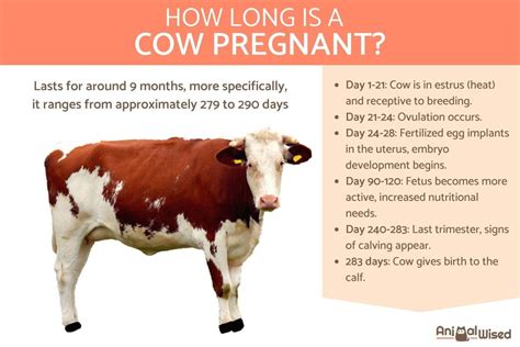 How Long Is Bovine Pregnancy? Expert Guidance