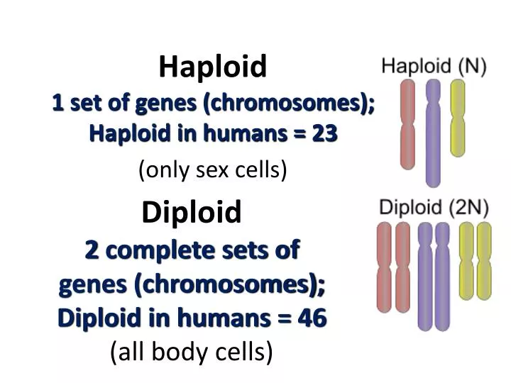 How Many Chromosomes All Body Cells Have Two Sets Of Chromosomes