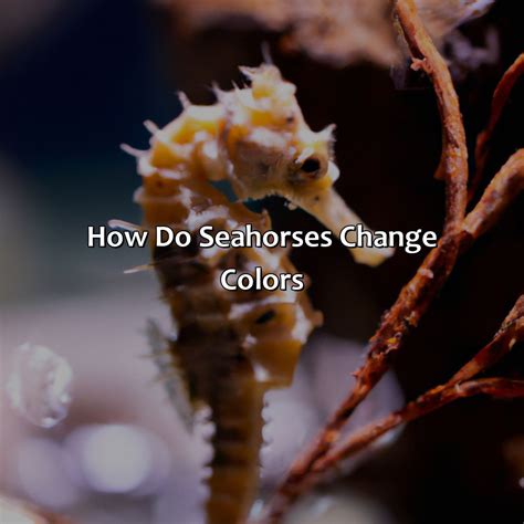 How Many Colors Can Seahorses Change? Expert Advice