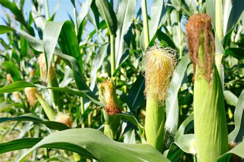 How Much Corn Is On An Ear