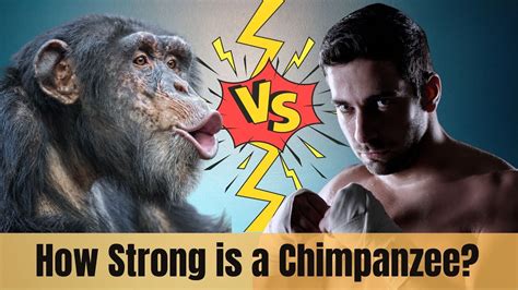 How Strong Is A Chimpanzee