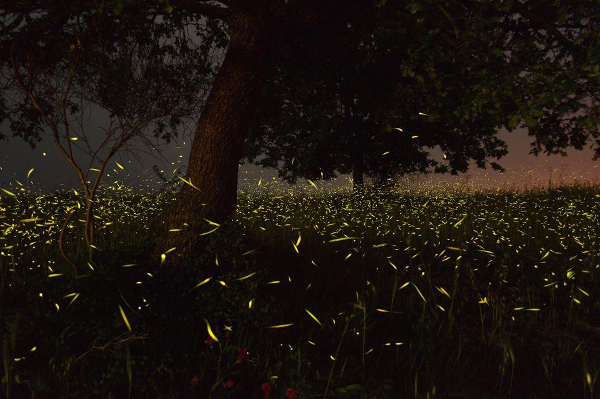 How To Attract Fireflies Or Lightning Bugs To Your Garden In 2020 With