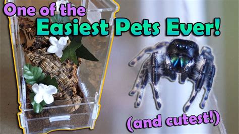 How To Attract Pantropical Jumping Spider? Care Guide