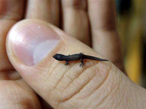 How To Attract Tiny Lizards In Florida? Garden Tips