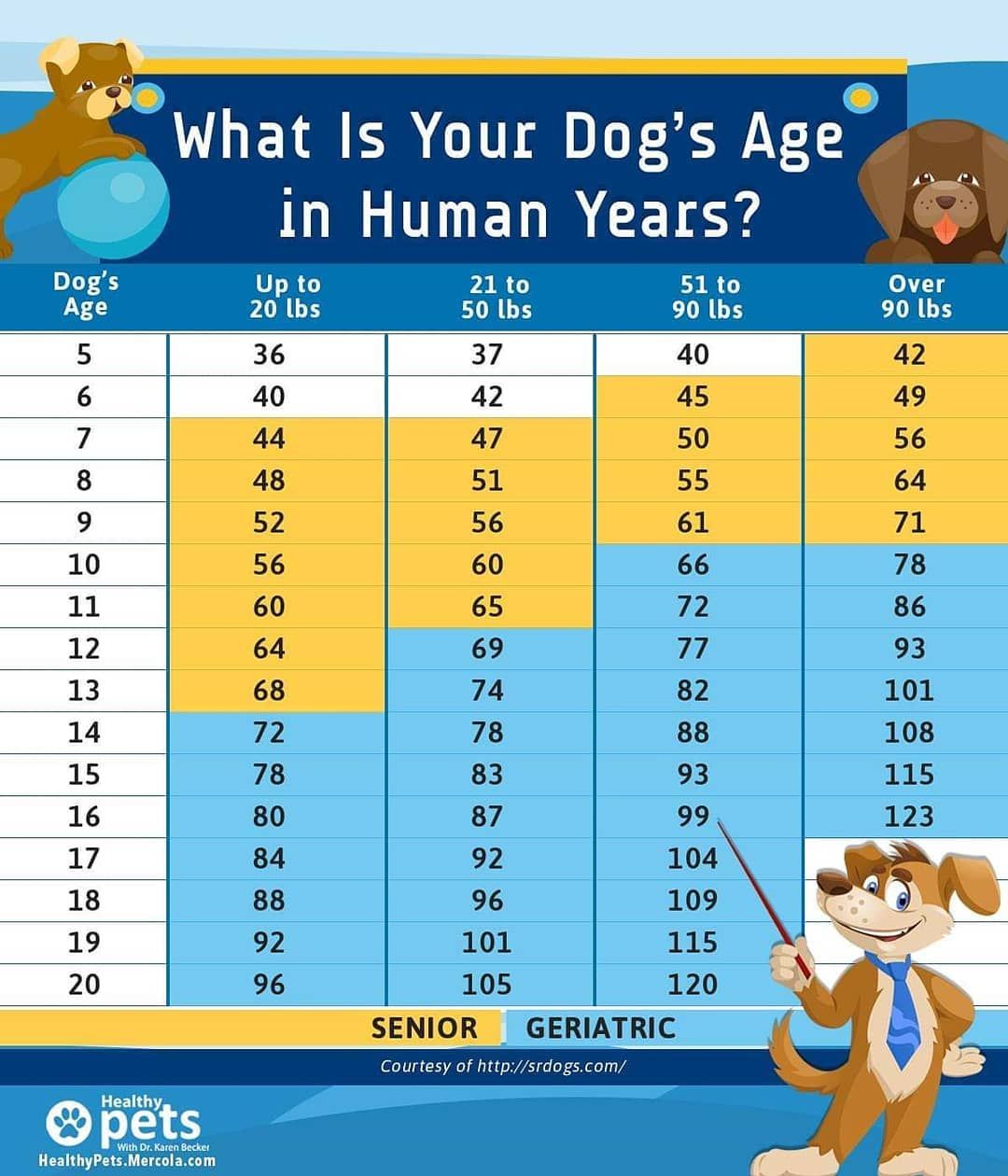 How To Calculate Your Dog S Age In Human Years