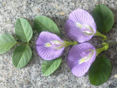 How To Care Butterfly Pea Vine? Easy Tips