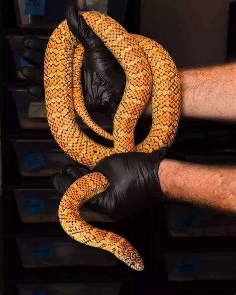 How To Care Florida King Snake? Expert Advice