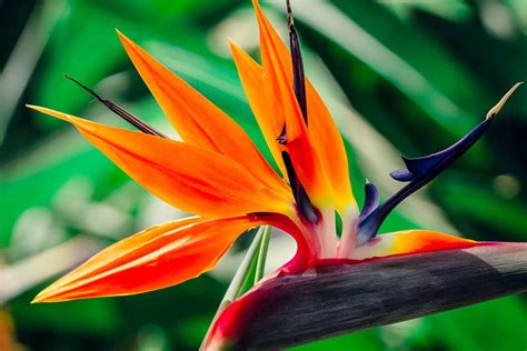 How To Care For Birds Of Paradise Flowers?