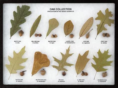 How To Care For Southern Oak Tree? Essential Guide