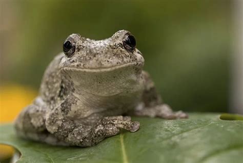 How To Care Grey Tree Frogs? Easy Guide