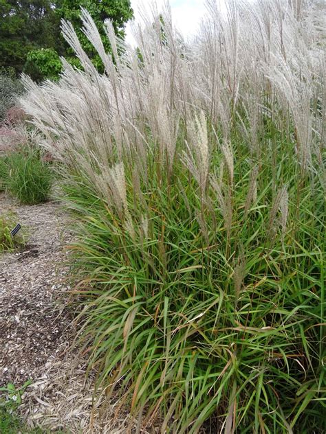 How To Care Miscanthus Sinensis Gracillimus? Easy Guide