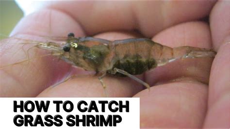 How To Catch Grass Shrimp Youtube