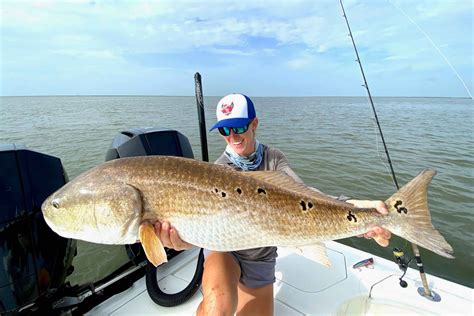 How To Catch Redfish Also Known As Red Drum Redfish Habits Tackle