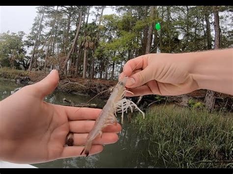 How To Catch Redfish Red Drum Using Live Shrimp Youtube