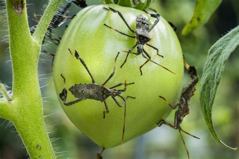 How To Control Florida Leaf Footed Bug Infestation?