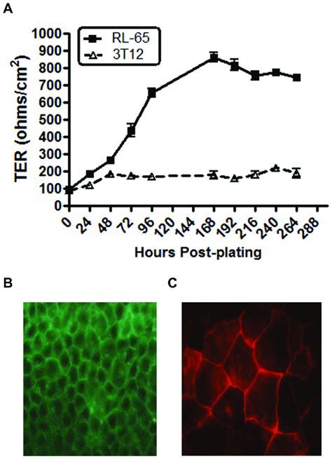 How To Create Polarized Monolayer In Transwells?