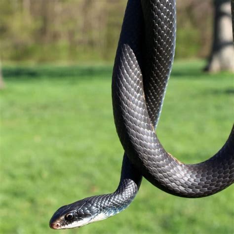 How To Deter Southern Black Racer? Prevention Tips