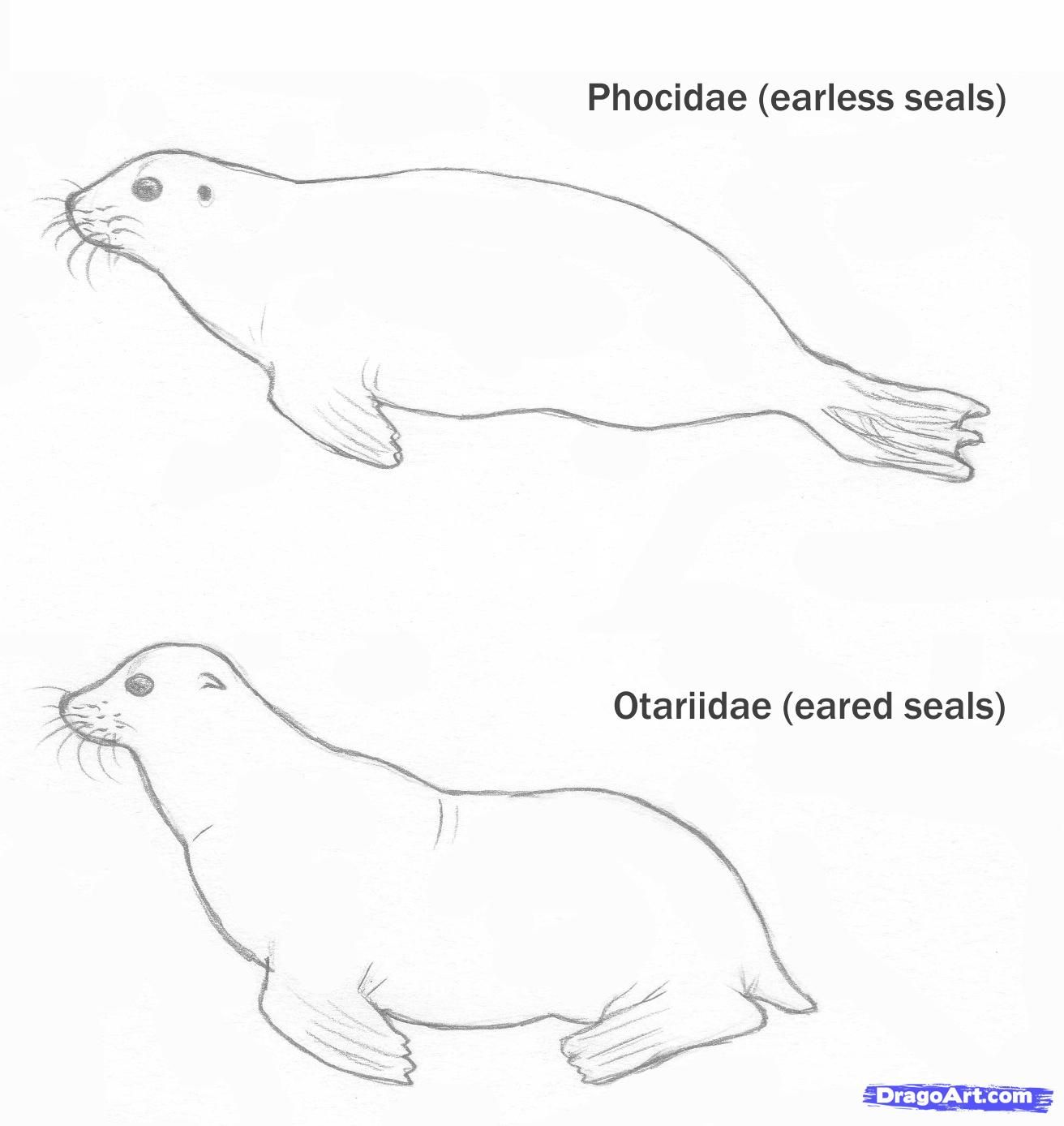 How To Draw A Seal Swimming