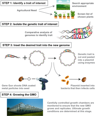 How To Draw Gmo Plants? Simple Steps