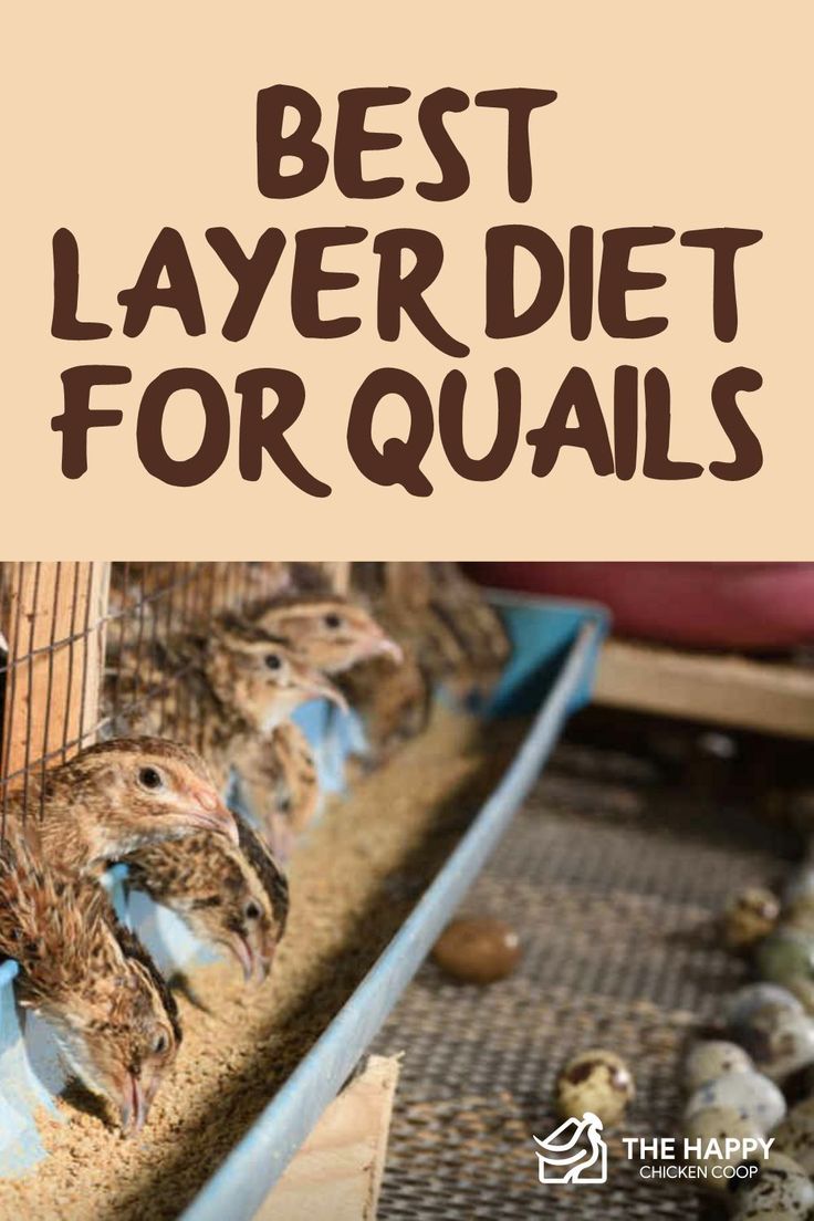 How To Feed Quails? Healthy Diet Tips