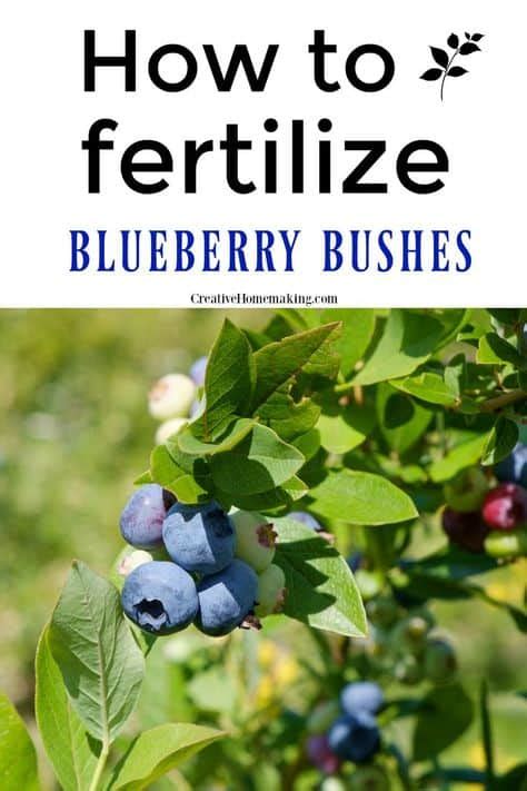 How To Fertilize Blueberry Bush? Boost Yield Tips