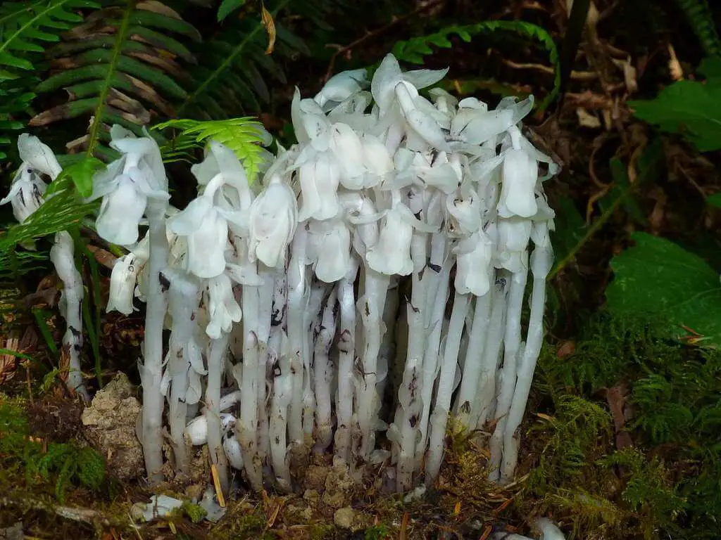 How To Find Ghost Pipe Mushroom? Foraging Tips