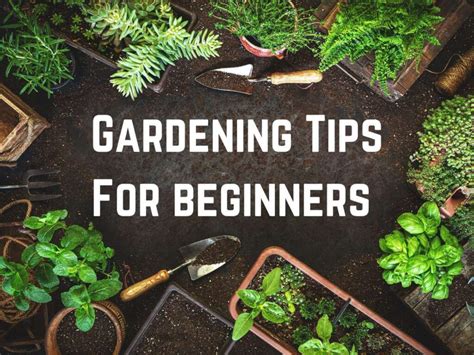 How To Garden? Easy Tips For Success