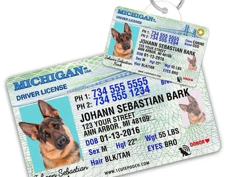 How To Get Dog License Toronto? Easy Steps