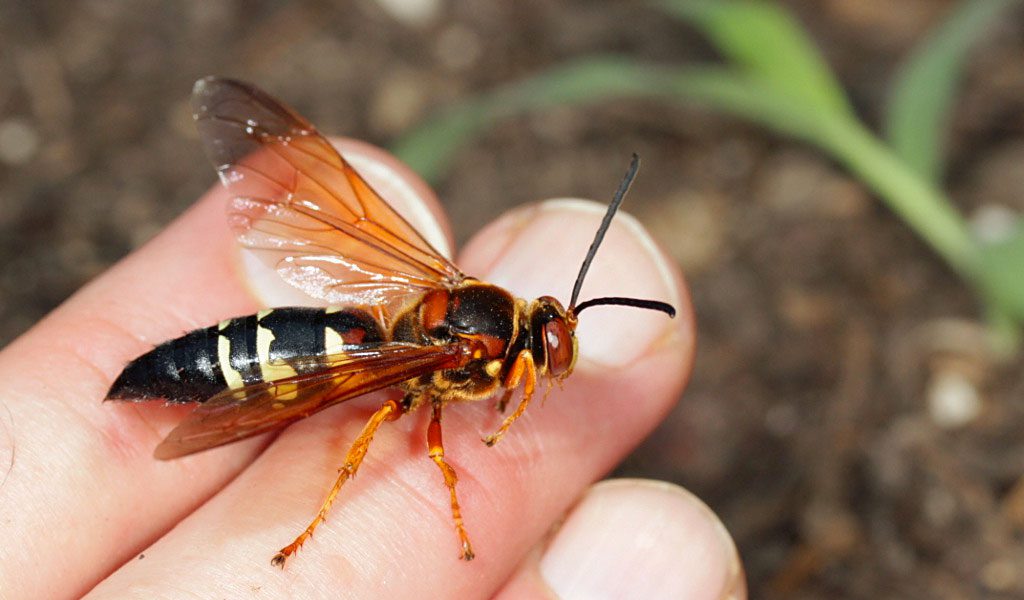 How To Get Rid Of Cicada Killer Wasps Forbes Home